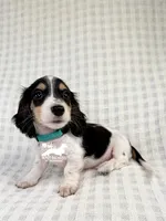Pip AKC, a male Dachshund for sale in South Easton, MA – 2 of 4