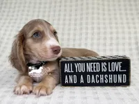 Leonard AKC, a male Dachshund for sale in South Easton, MA – 3 of 4