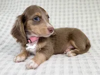 Maggie AKC, a female Dachshund for sale in South Easton, MA – 2 of 4