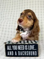 Jack AKC, a male Dachshund for sale in South Easton, MA – 4 of 4