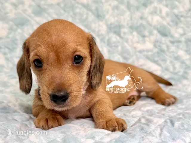 Otto AKC – Dachshund puppy for sale in South Easton, MA