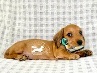 Fritz AKC Wire Hair, a female Dachshund for sale in South Easton, MA – 7 of 9