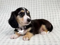 Charlie AKC, a male Dachshund for sale in South Easton, MA – 2 of 4