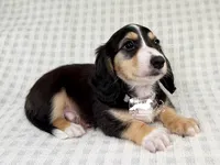 Charlie AKC, a male Dachshund for sale in South Easton, MA – 4 of 4