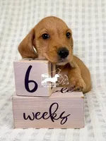 Otto AKC Wire Hair, a female Dachshund for sale in South Easton, MA – 4 of 10
