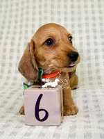 Fritz AKC Wire Hair, a female Dachshund for sale in South Easton, MA – 2 of 9