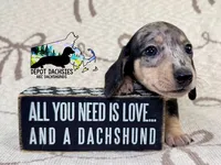 Phoenix AKC, a male Dachshund for sale in South Easton, MA – 5 of 5