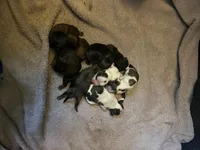 Shih Tzu Litter, a female Shih Tzu for sale in Sussex, NJ – Photo 3 of 3