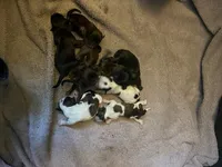 Shih Tzu Litter, a female Shih Tzu for sale in Sussex, NJ – Photo 2 of 3