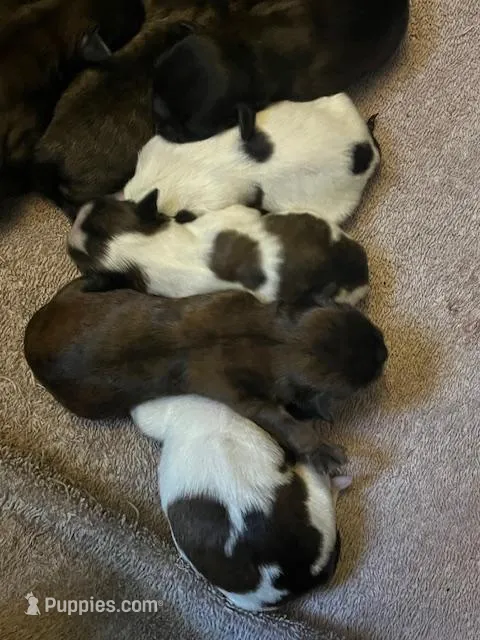 Shih Tzu Litter, a female Shih Tzu for sale in Sussex, NJ – Photo 1 of 3