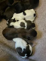 Shih Tzu Litter, a female Shih Tzu for sale in Sussex, NJ – Photo 1 of 3