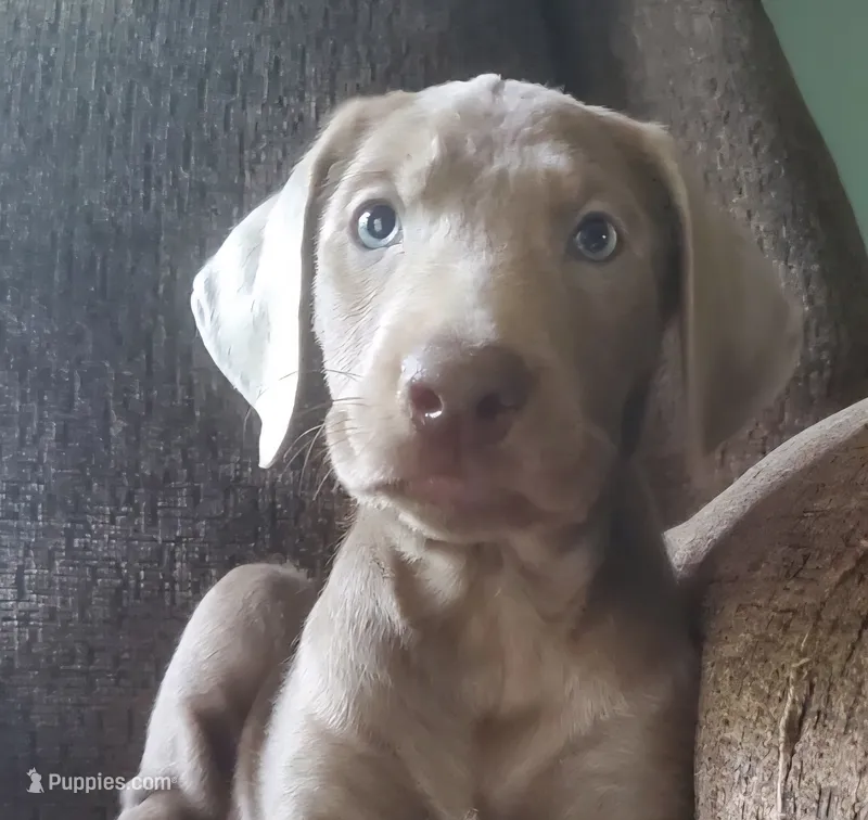 Silver male – Labrador Retriever puppy for sale in Augusta, ME