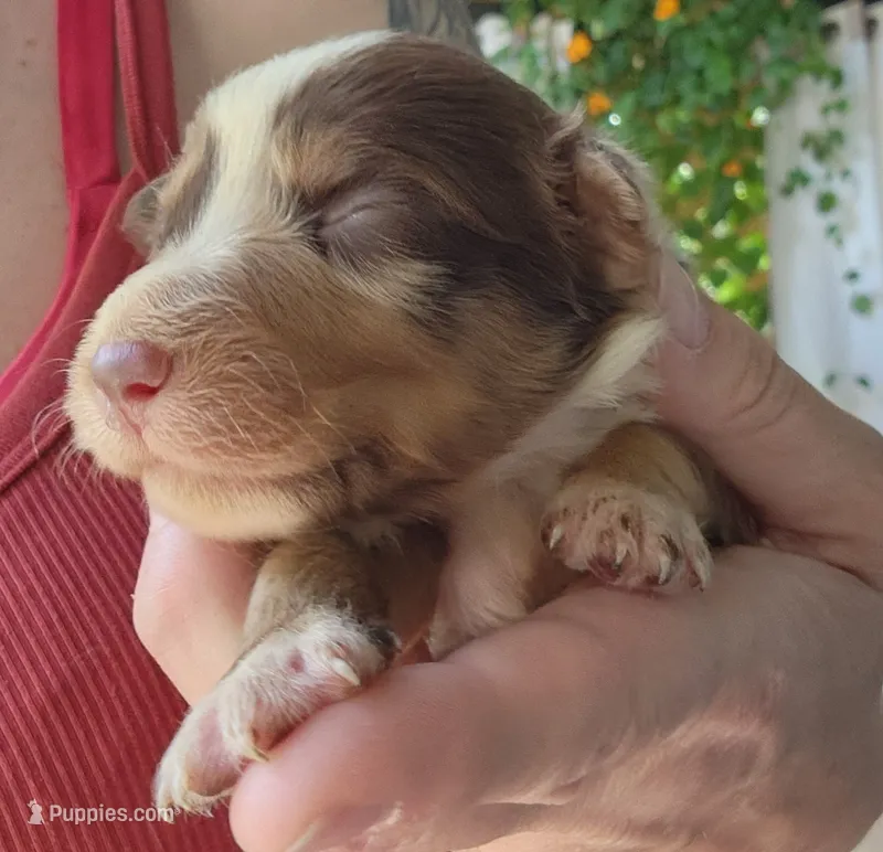 Red Merle male – Australian Shepherd puppy for sale in Augusta, ME