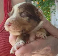Red Merle male, a male Australian Shepherd for sale in Augusta, ME – 1 of 3