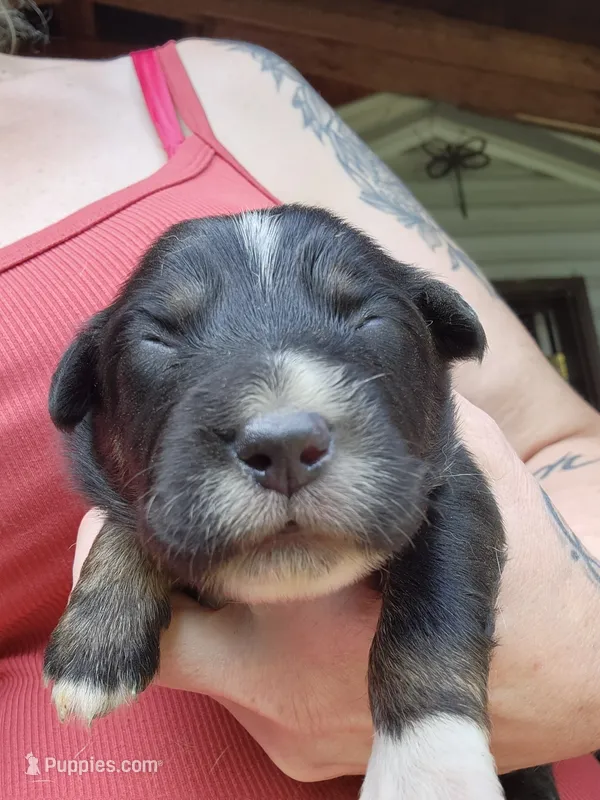 Black tri female  – Australian Shepherd puppy for sale in Augusta, ME