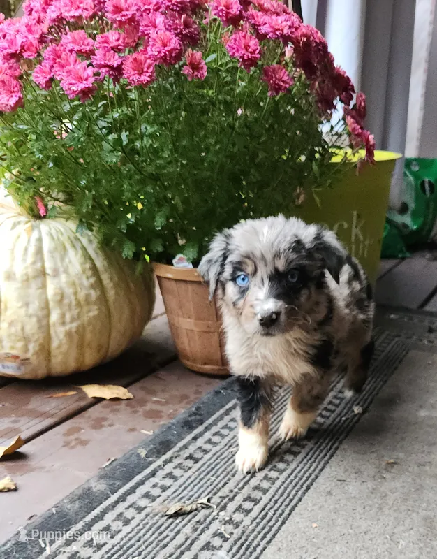 Blue merle male – Australian Shepherd puppy for sale in Augusta, ME
