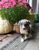Blue merle male, a male Australian Shepherd for sale in Augusta, ME – 1 of 8