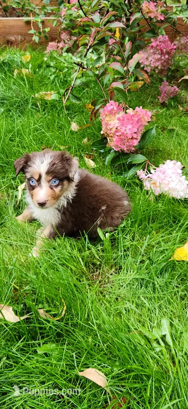 Red Merle male – Australian Shepherd puppy for sale in Augusta, ME