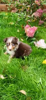 Red Merle male, a male Australian Shepherd for sale in Augusta, ME – 1 of 5