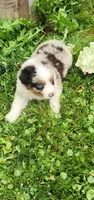 Red merle female, a female Australian Shepherd for sale in Augusta, ME – 6 of 6