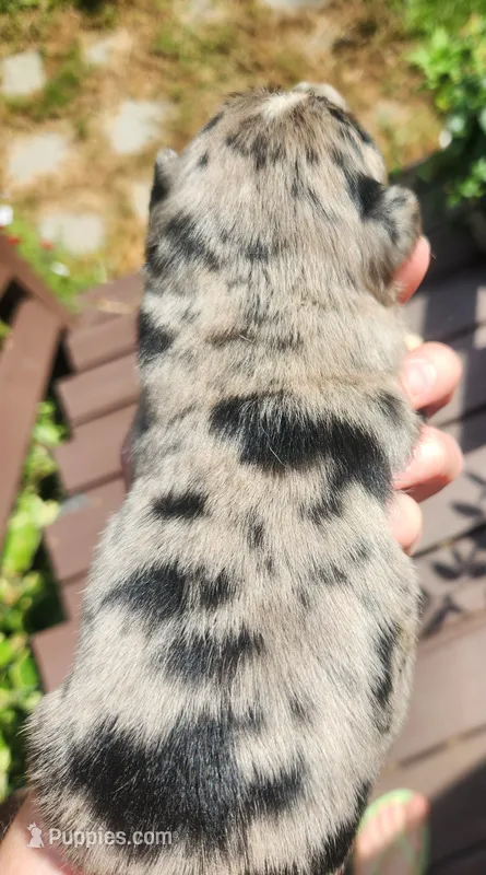 Blue merle male – Australian Shepherd puppy for sale in Augusta, ME