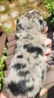 Blue merle male, a male Australian Shepherd for sale in Augusta, ME – 1 of 3