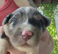 Blue merle male, a male Australian Shepherd for sale in Augusta, ME – 2 of 3