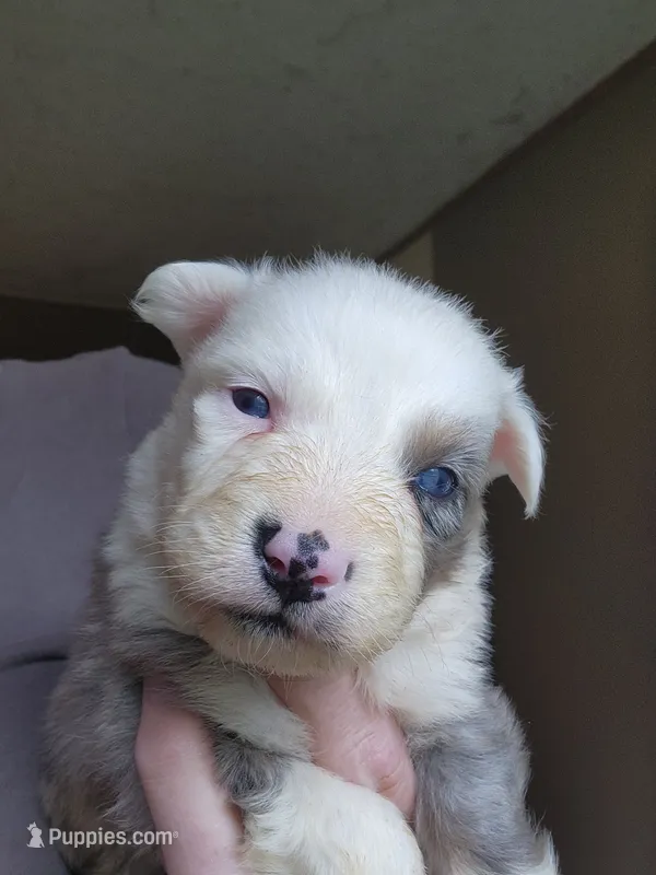 Whitey male – Australian Shepherd puppy for sale in Augusta, ME