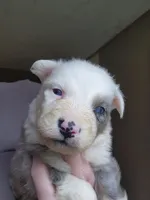 Whitey male, a male Australian Shepherd for sale in Augusta, ME – 1 of 3
