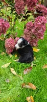 Blk tri Female, a female Australian Shepherd for sale in Augusta, ME – 2 of 3