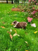Red Merle male, a male Australian Shepherd for sale in Augusta, ME – 2 of 5