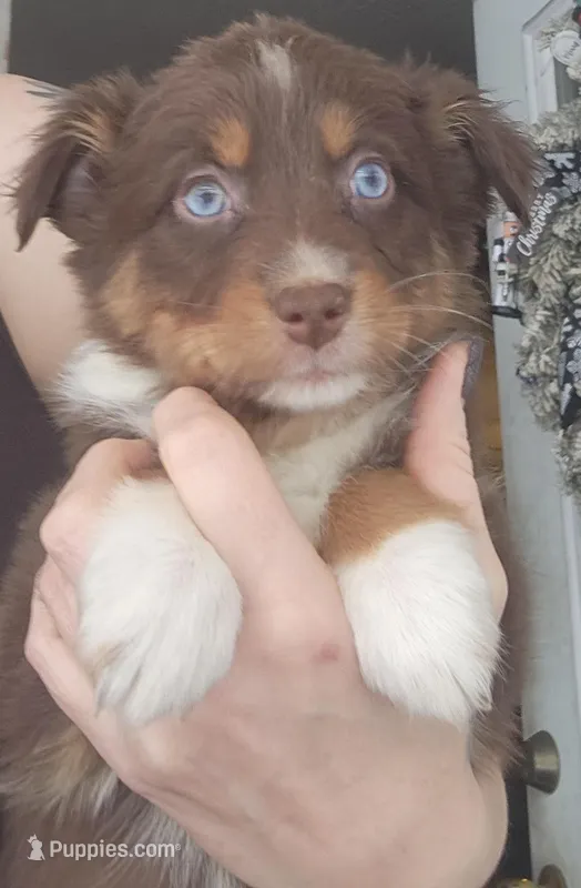 Red Female , a male Australian Shepherd for sale in Augusta, ME – Photo 1 of 2