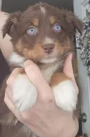 Red Female , a male Australian Shepherd for sale in Augusta, ME – Photo 1 of 2