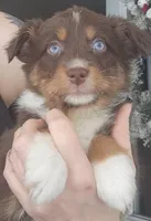 Red Female , a male Australian Shepherd for sale in Augusta, ME – Photo 2 of 2