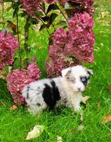 Blue female, a female Australian Shepherd for sale in Augusta, ME – 1 of 1