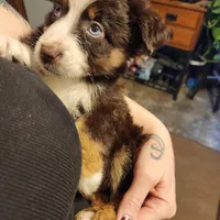 Red tri male, a male Australian Shepherd for sale in Augusta, ME – Photo 3 of 8