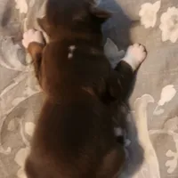 Red tri male, a male Australian Shepherd for sale in Augusta, ME – Photo 7 of 8