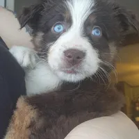 Red tri male, a male Australian Shepherd for sale in Augusta, ME – Photo 1 of 8