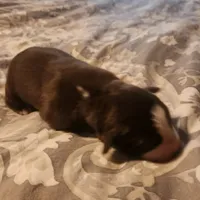 Red tri male, a male Australian Shepherd for sale in Augusta, ME – Photo 8 of 8