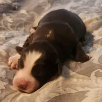 Red tri male, a male Australian Shepherd for sale in Augusta, ME – Photo 5 of 8