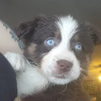 Red tri male, a male Australian Shepherd for sale in Augusta, ME – Photo 2 of 8