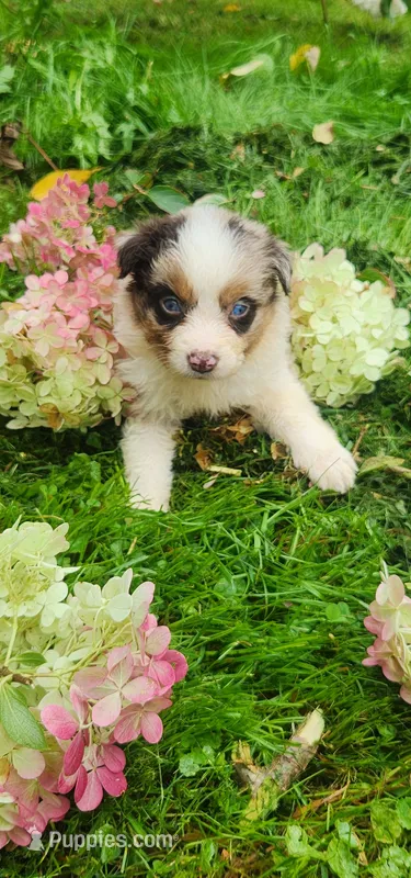Red merle female – Australian Shepherd puppy for sale in Augusta, ME