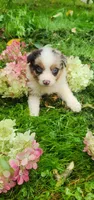 Red merle female, a female Australian Shepherd for sale in Augusta, ME – 2 of 6