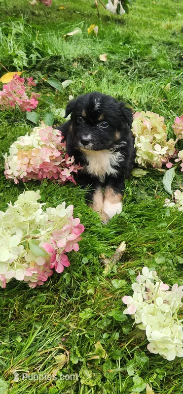 Black tri female  – Australian Shepherd puppy for sale in Augusta, ME
