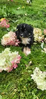 Black tri female , a female Australian Shepherd for sale in Augusta, ME – 1 of 6