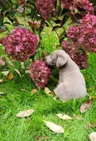 Silver Male, a male Labrador Retriever for sale in Augusta, ME – 2 of 3