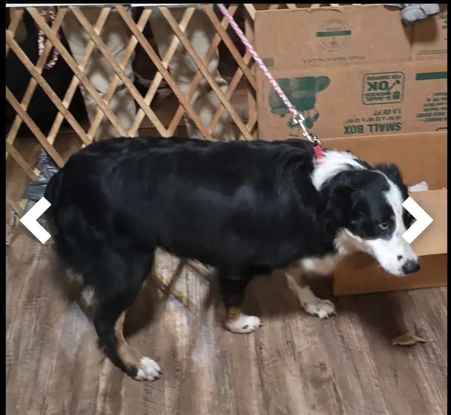 Lilly-FULL AKC, a female Australian Shepherd for sale in Augusta, ME – Photo 2 of 2