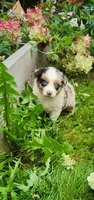 Red merle female, a female Australian Shepherd for sale in Augusta, ME – 4 of 6