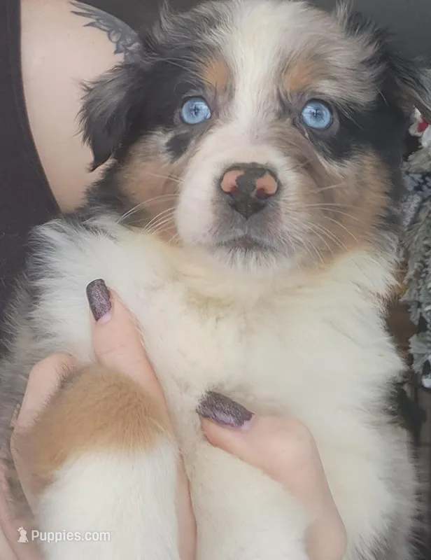 Blue Male, a male Australian Shepherd for sale in Augusta, ME – Photo 1 of 3
