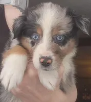 Blue Male, a male Australian Shepherd for sale in Augusta, ME – Photo 2 of 3